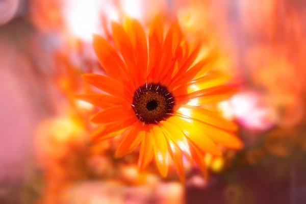 sun worshippers orangegold by Dagmar Marina